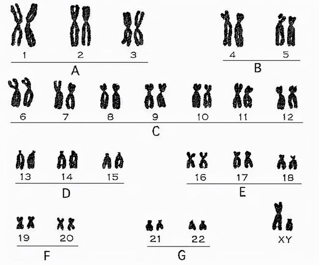 第一个人类是男是女？揭秘早期智人生理结构，性别由染色体决定？