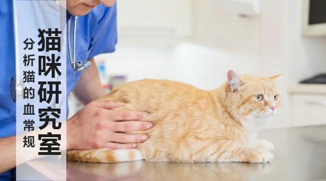 教你读懂猫的血常规化验单，防止被宠物医院坑