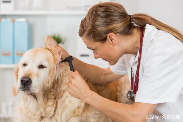 宠物犬——卵巢囊肿的症状及诊断治疗等、爱它请先了解它